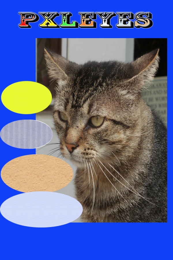 Creation of Photoshop with BB cat: Step 2